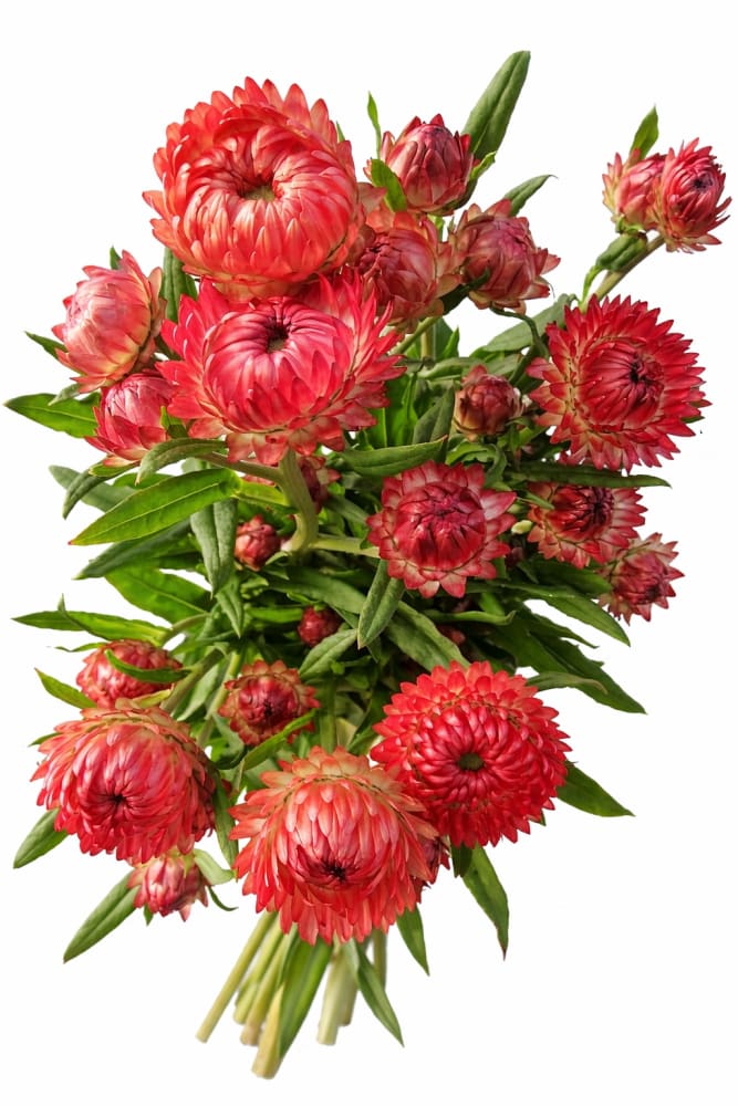 Helichrysum bracteatum Salmon | Strawflower - 0.2 gram / Salmon - Seeds