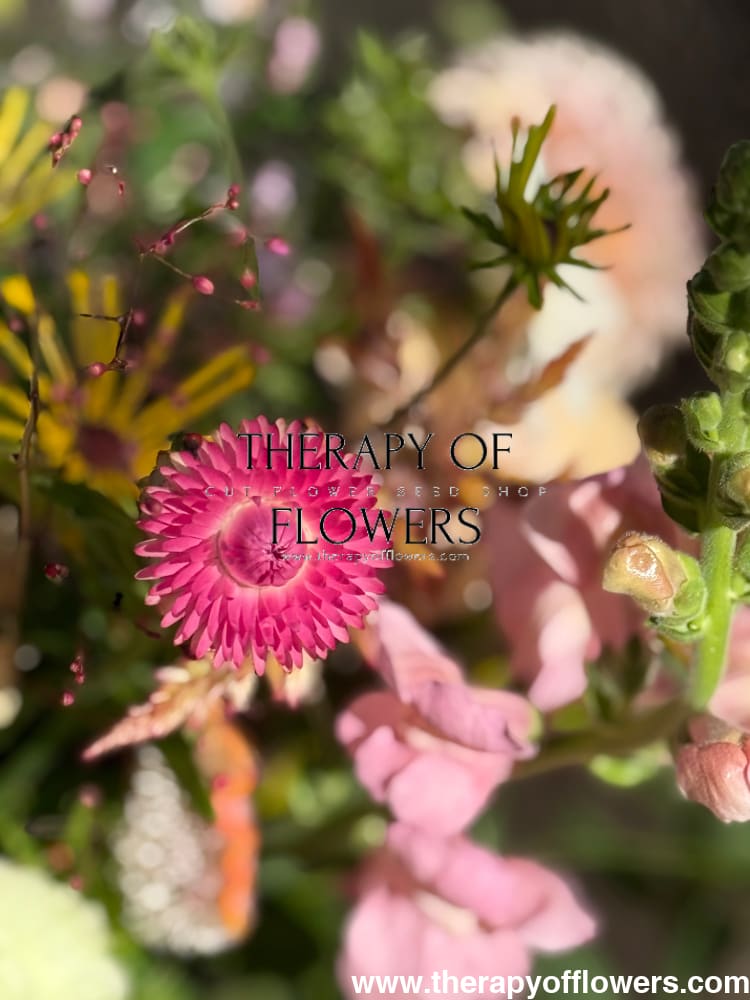 Helichrysum bracteatum Silvery Rose | Strawflower therapyofflowers.com