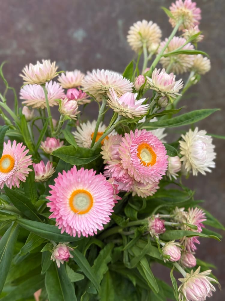Helichrysum bracteatum Silvery Rose | Strawflower therapyofflowers.com