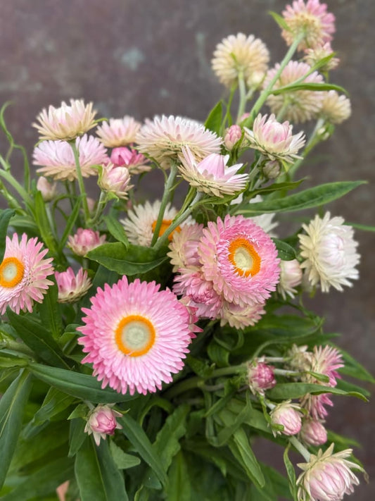 Helichrysum bracteatum Silvery Rose | Strawflower therapyofflowers.com