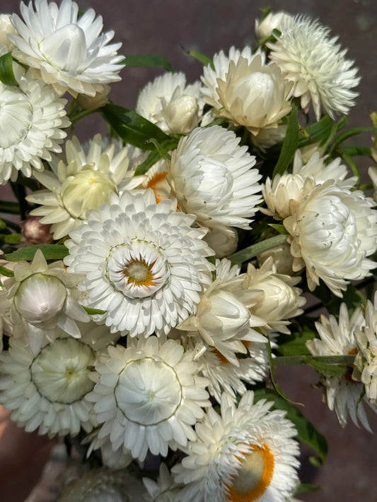 Helichrysum bracteatum White | Strawflower therapyofflowers.com