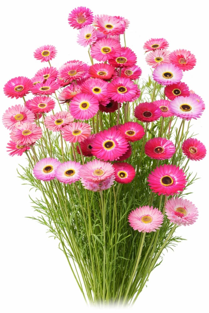 Helipterum roseum Pierrot Red | Everlasting Pierrot therapyofflowers.com