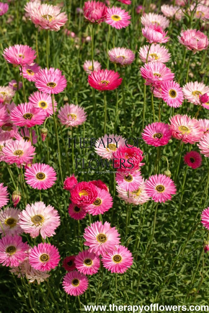 Helipterum roseum Pierrot Red | Everlasting Pierrot therapyofflowers.com