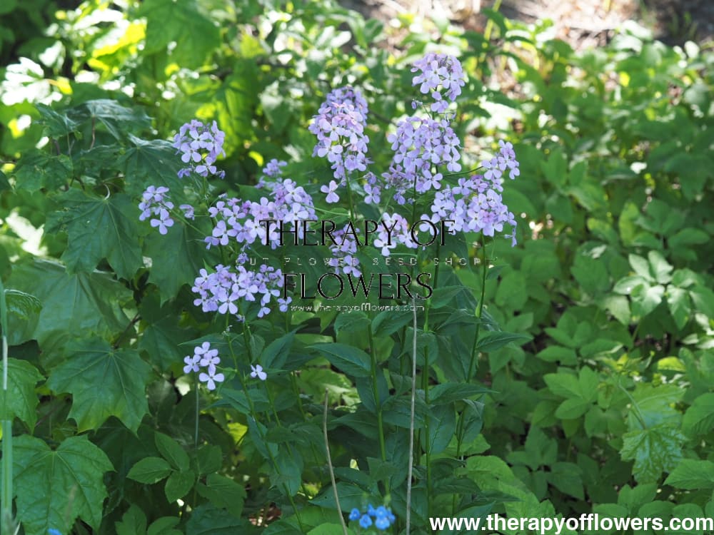 Hesperis matronalis Formula Mix | Sweet Rocket therapyofflowers.com