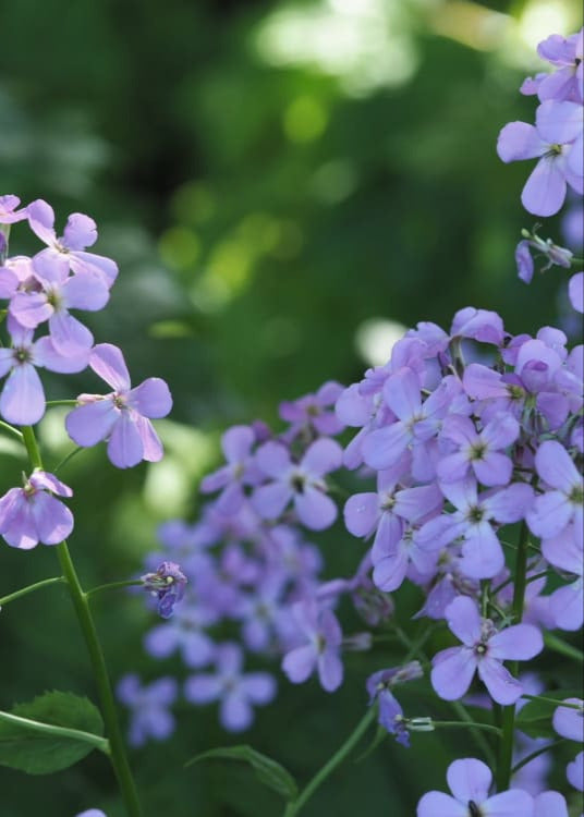 Hesperis matronalis Formula Mix | Sweet Rocket therapyofflowers.com