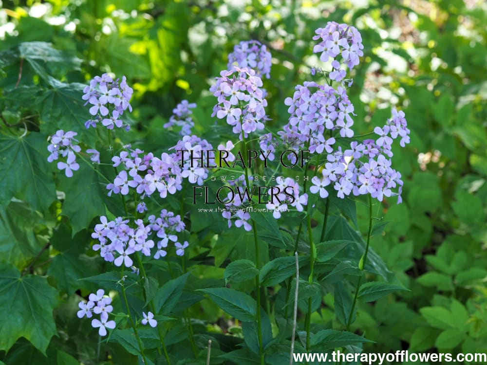 Hesperis matronalis Formula Mix | Sweet Rocket therapyofflowers.com