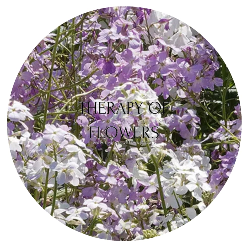 Hesperis matronalis Formula Mix | Sweet Rocket therapyofflowers.com