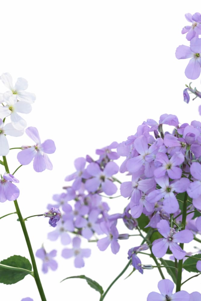 sweet rocket flower seeds Hesperis matronalis Formula Mix seeds