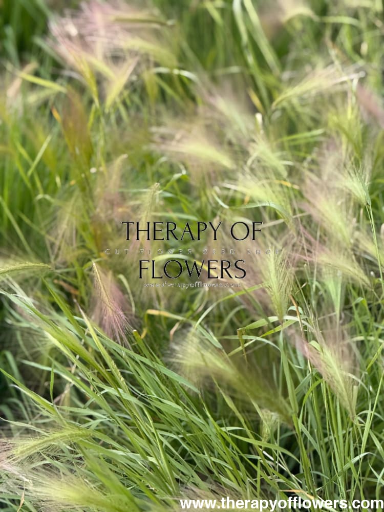 Hordeum jubatum Ricky | Foxtail Barley therapyofflowers.com