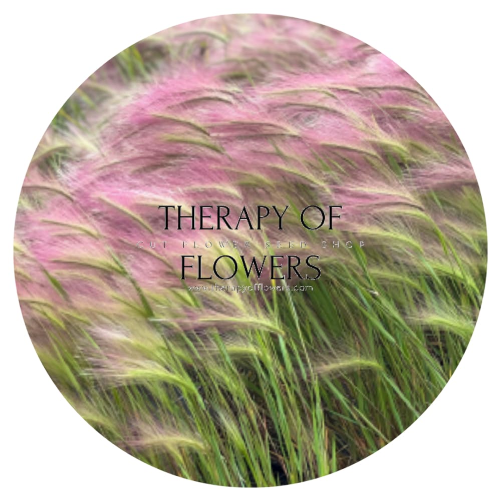 Hordeum jubatum Ricky therapyofflowers.com