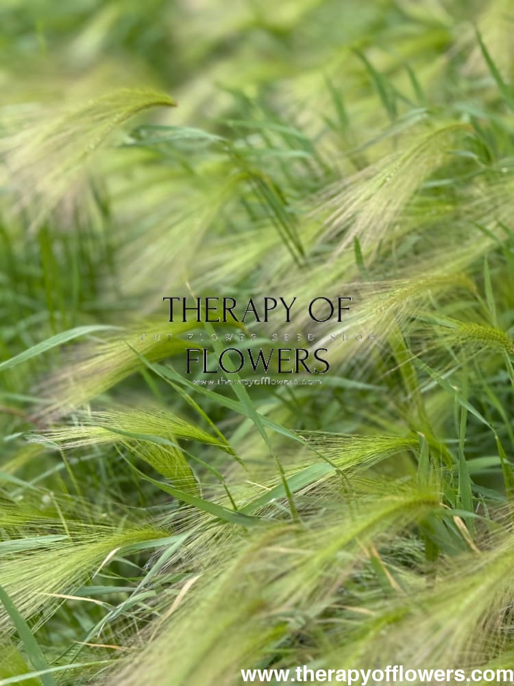 Hordeum jubatum Ricky | Foxtail Barley therapyofflowers.com