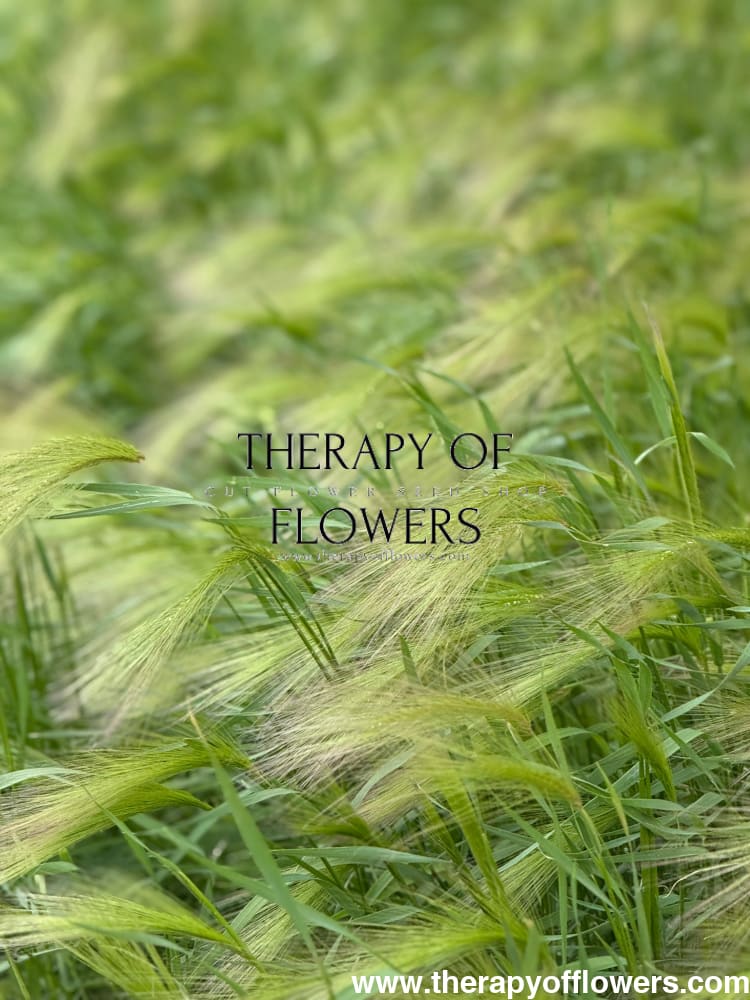 Hordeum jubatum Ricky | Foxtail Barley therapyofflowers.com