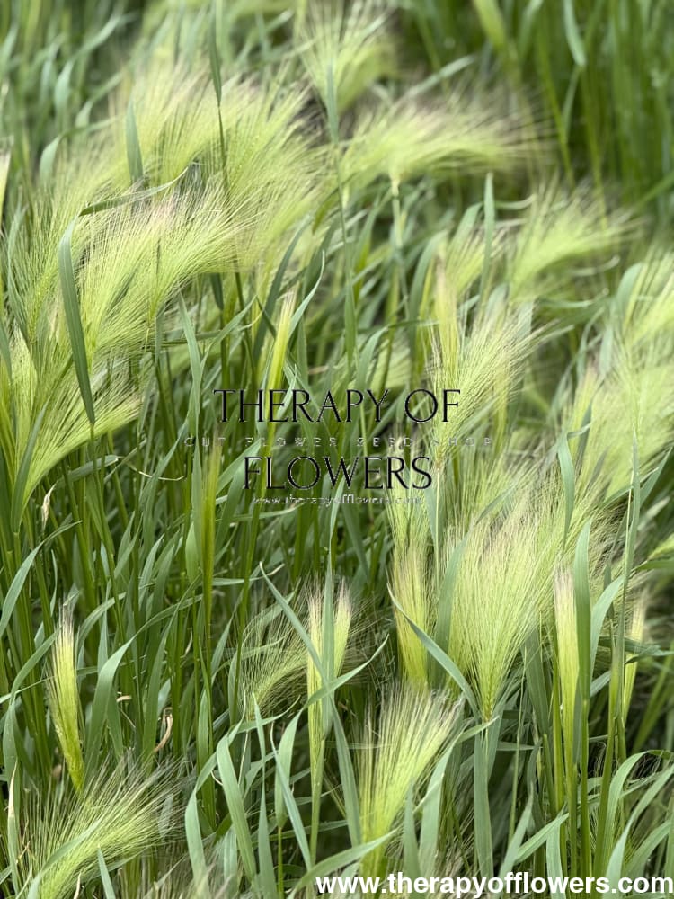 Hordeum jubatum Ricky | Foxtail Barley therapyofflowers.com
