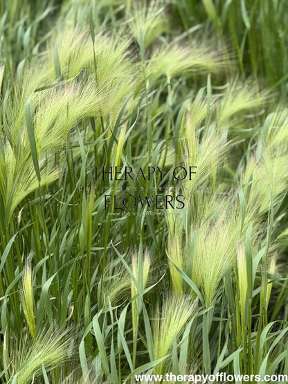 Hordeum jubatum Ricky | Foxtail Barley therapyofflowers.com