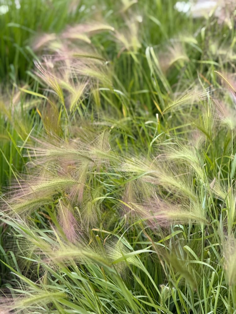Hordeum jubatum Ricky | Foxtail Barley therapyofflowers.com