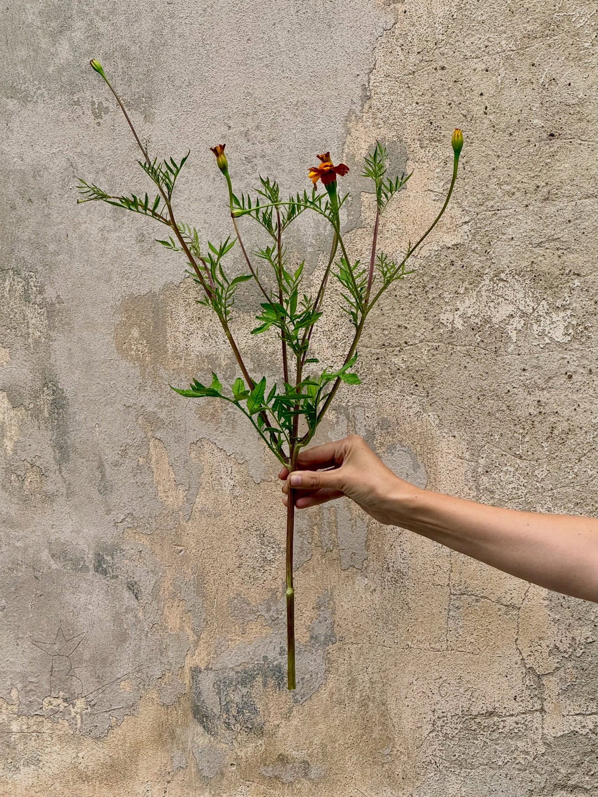 Tagetes patula Linnaeus Burning Embers | French Marigold | Height - 70 cm therapyofflowers.com