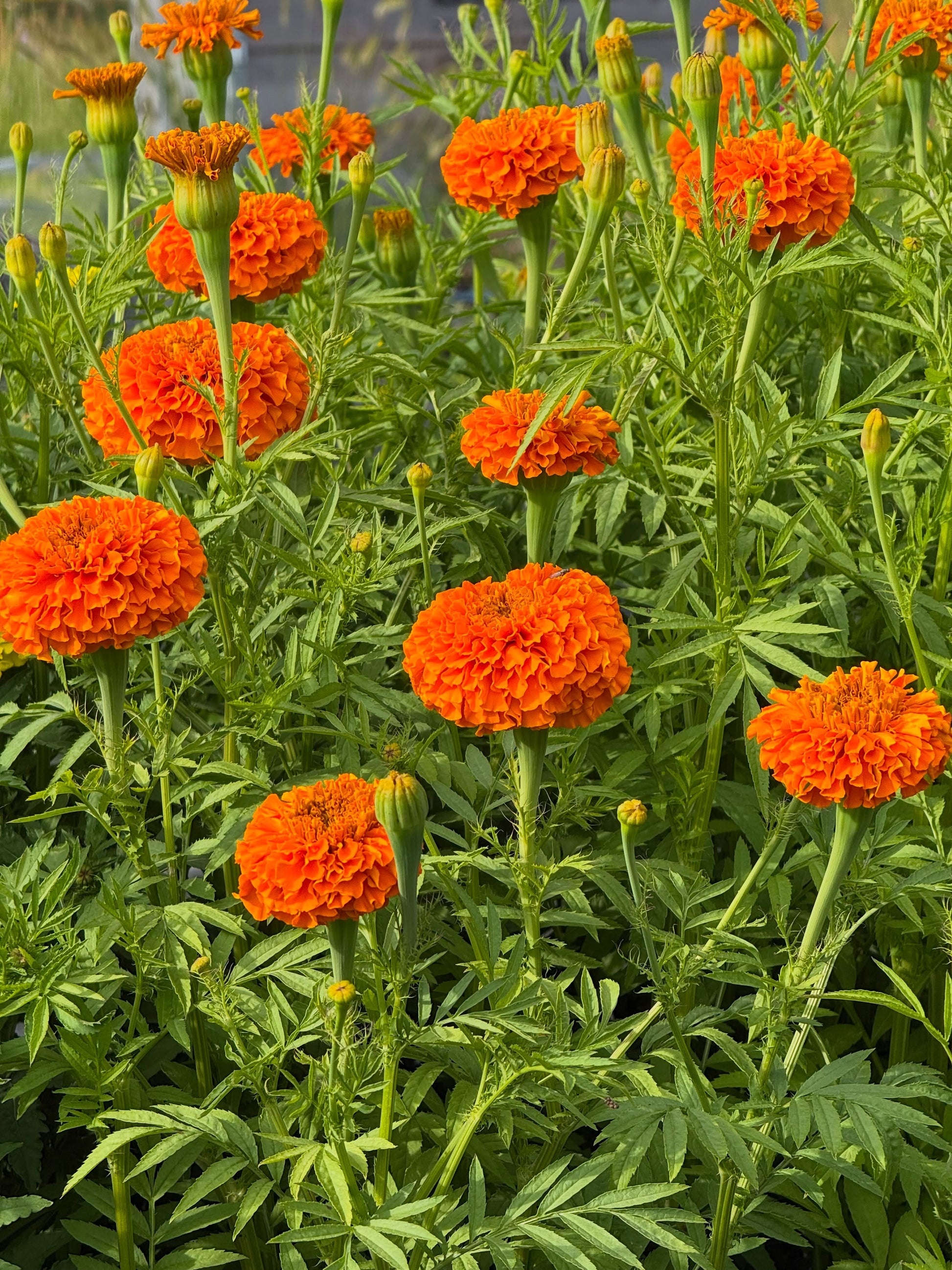 Tagetes erecta Coco™ Deep Orange F1 | African Marigold | Cut Flower therapyofflowers.com