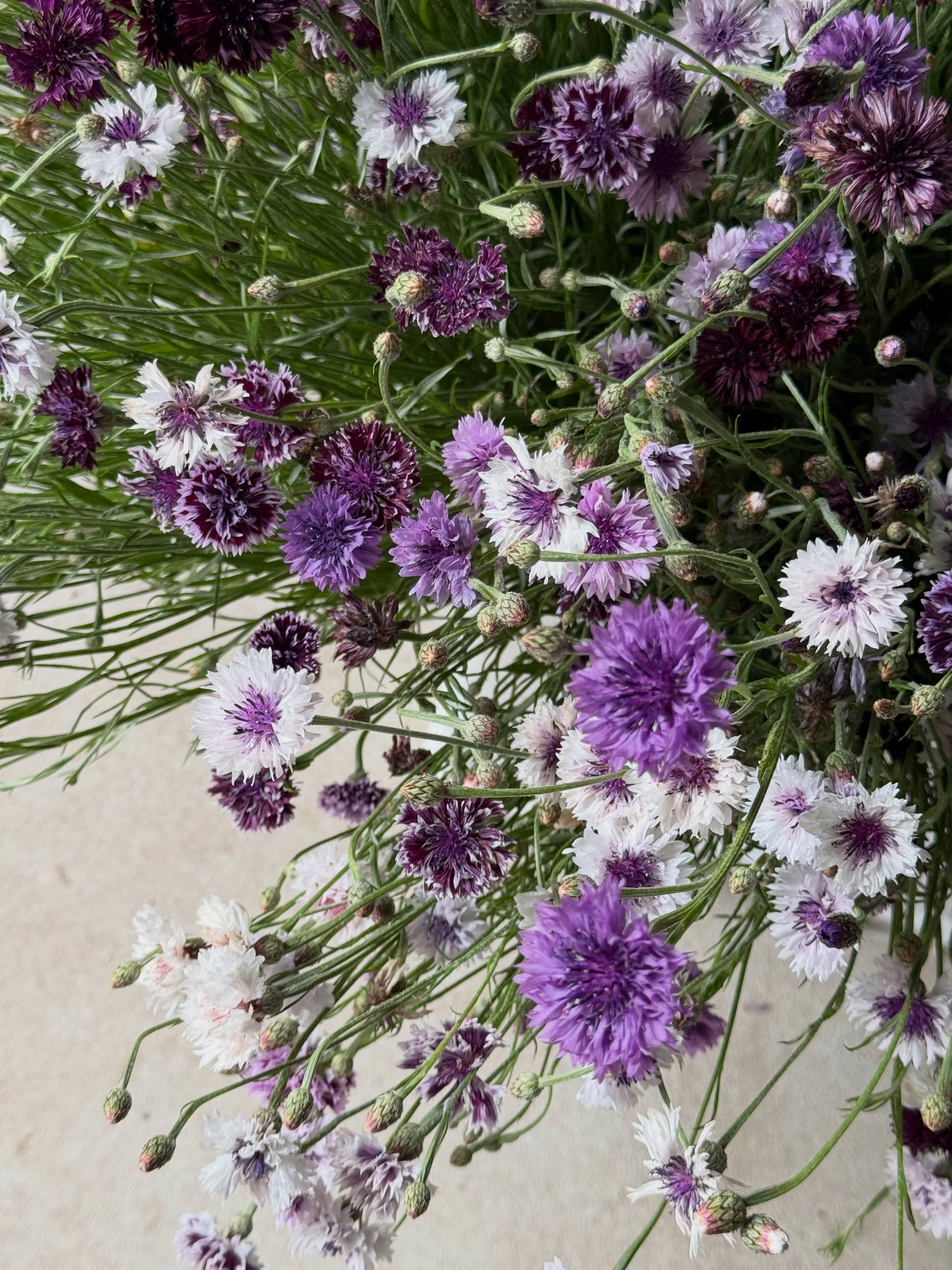 Centaurea cyanus Classic Magic | Cornflower therapyofflowers.com