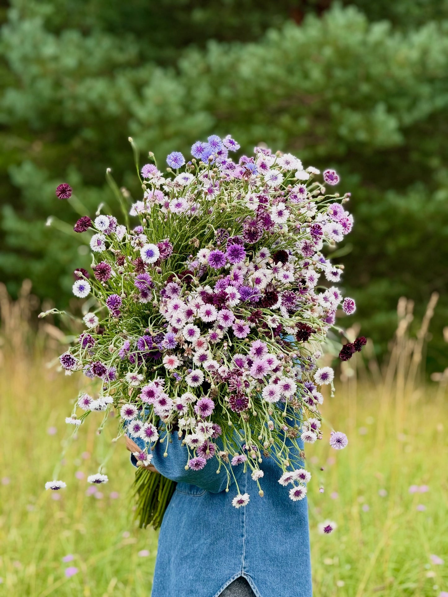Centaurea cyanus Classic Magic | Cornflower therapyofflowers.com
