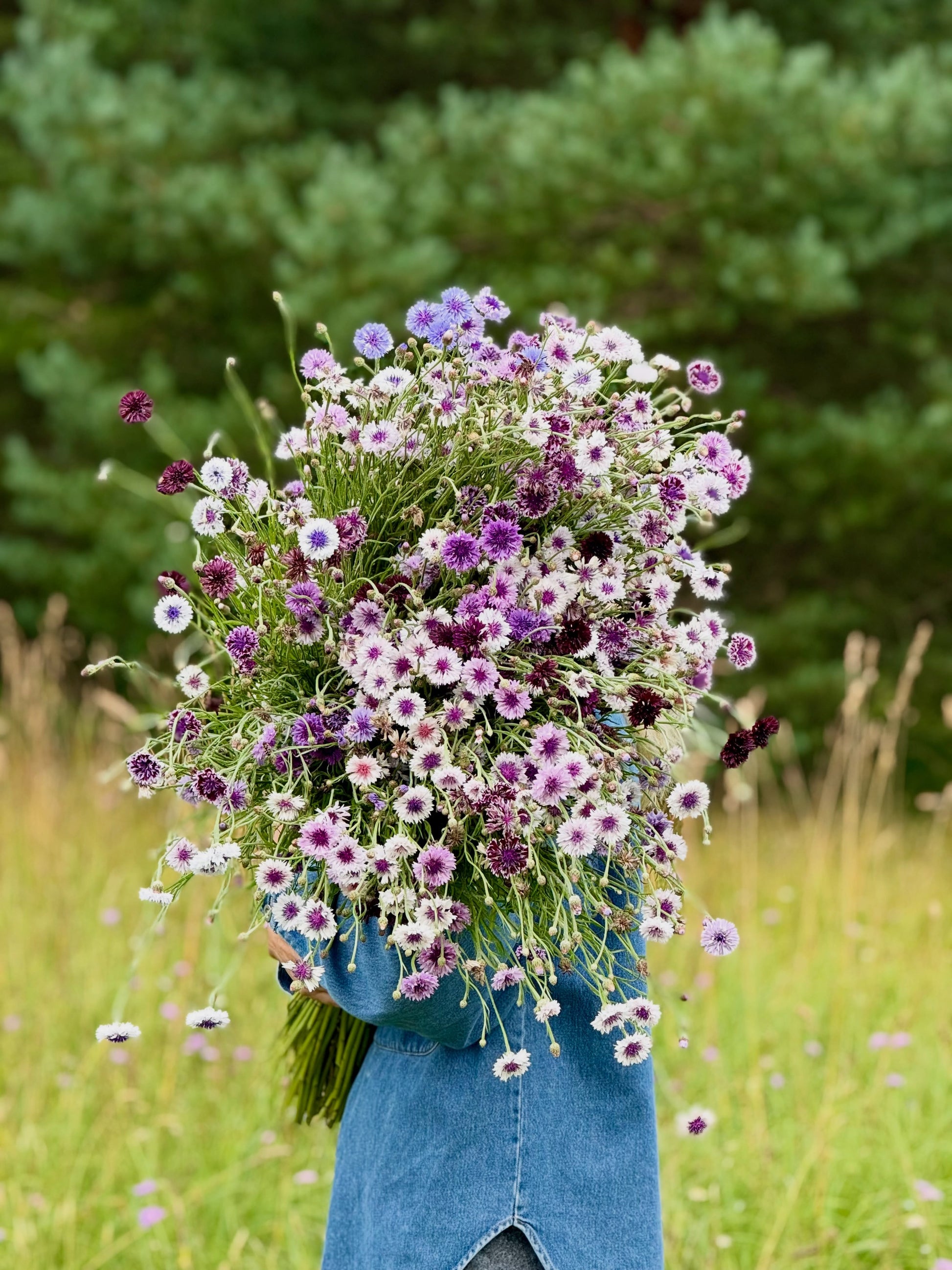 Centaurea cyanus Classic Magic | Cornflower therapyofflowers.com