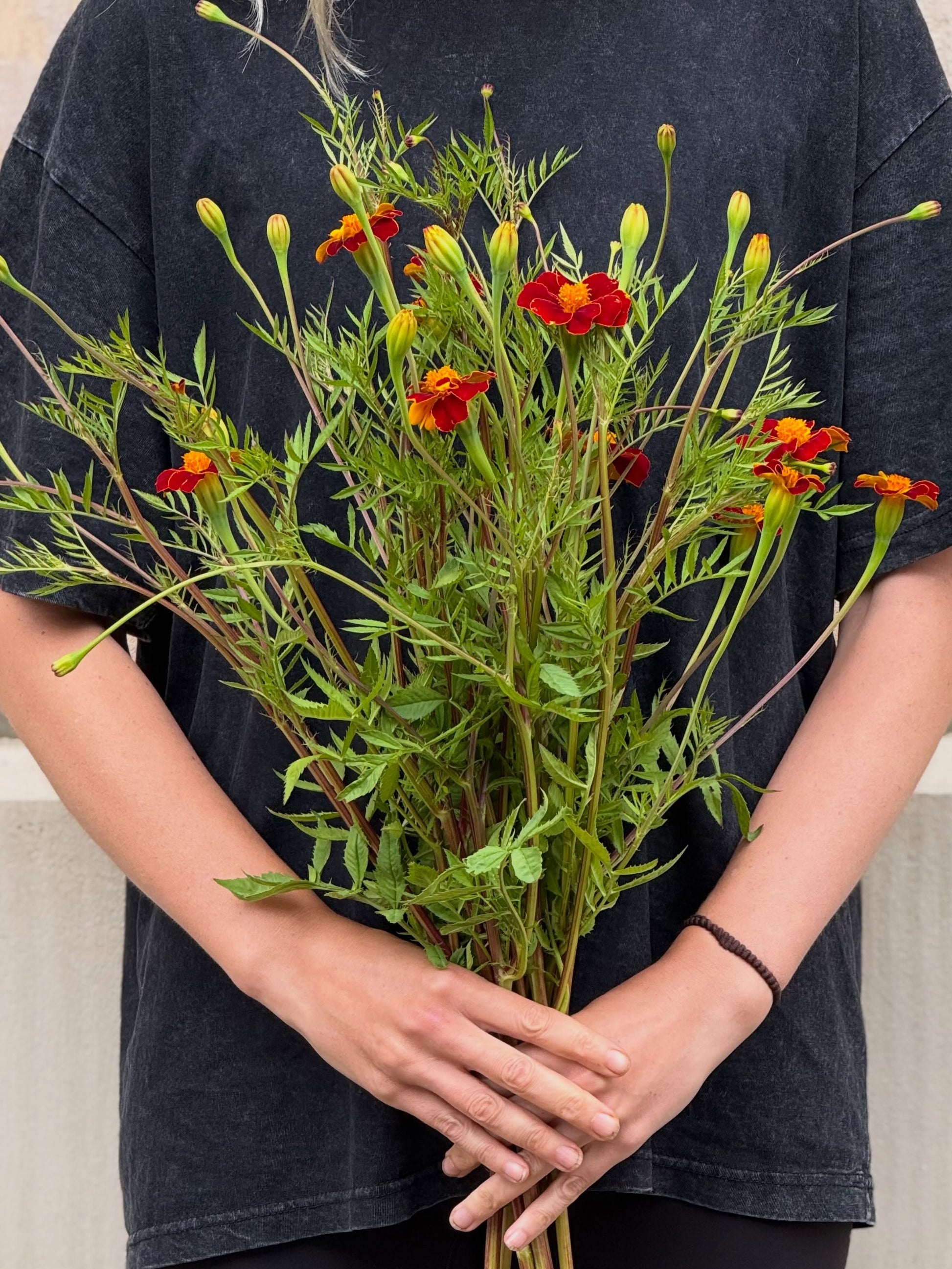 Tagetes patula Linnaeus Burning Embers | French Marigold | Height - 70 cm therapyofflowers.com