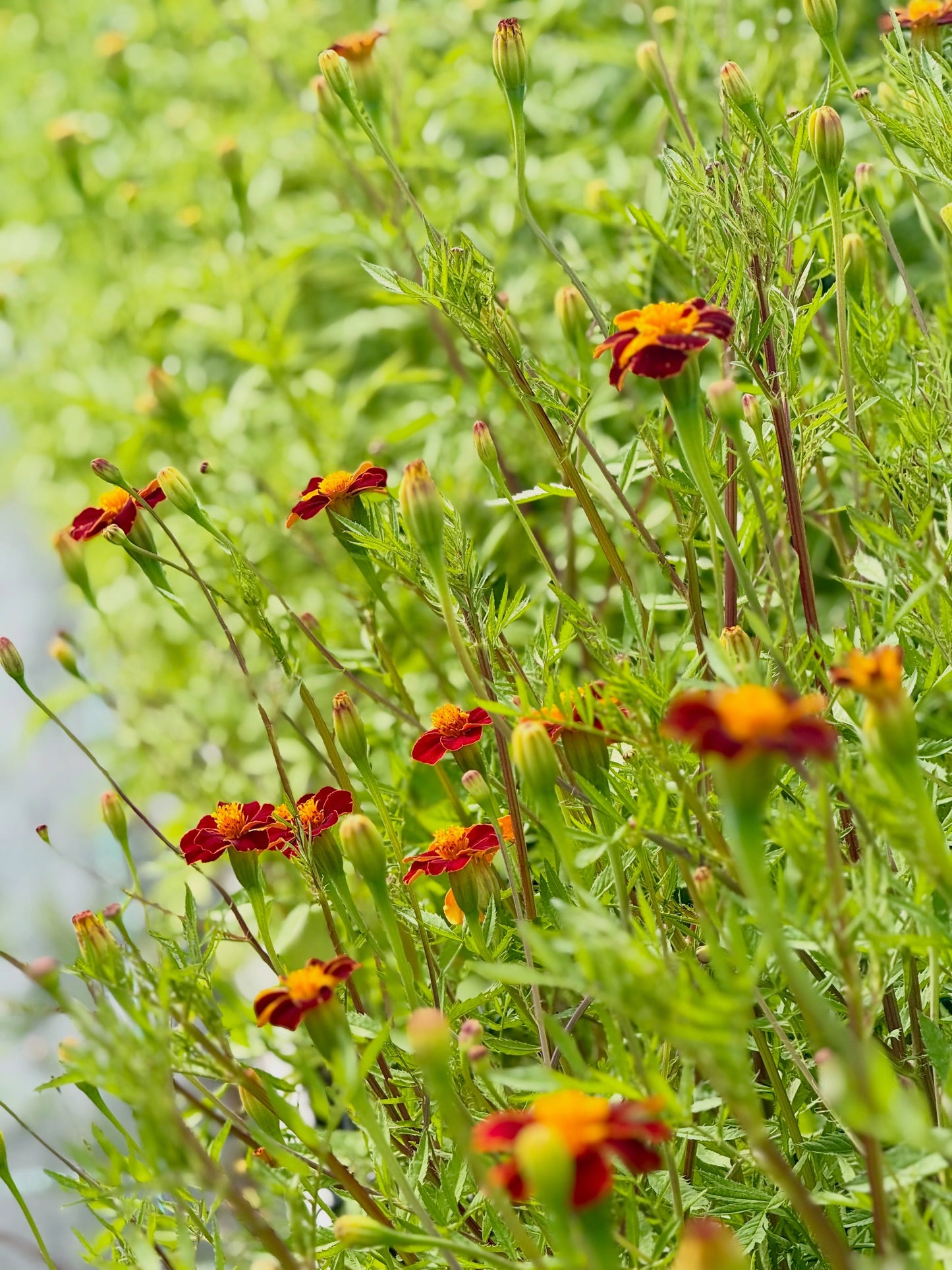 Tagetes patula Linnaeus Burning Embers | French Marigold | Height - 70 cm therapyofflowers.com