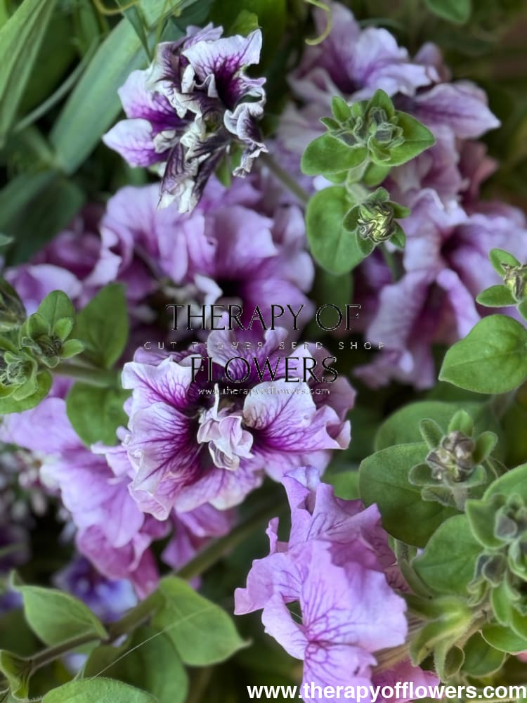 Italian Petunia Grandiflora Alegra Mix F1 | Petunia for Cutting | Pelleted therapyofflowers.com