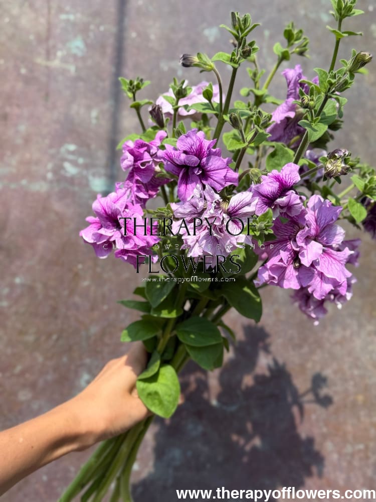 Italian Petunia Grandiflora Alegra Mix F1 | Petunia for Cutting | Pelleted therapyofflowers.com