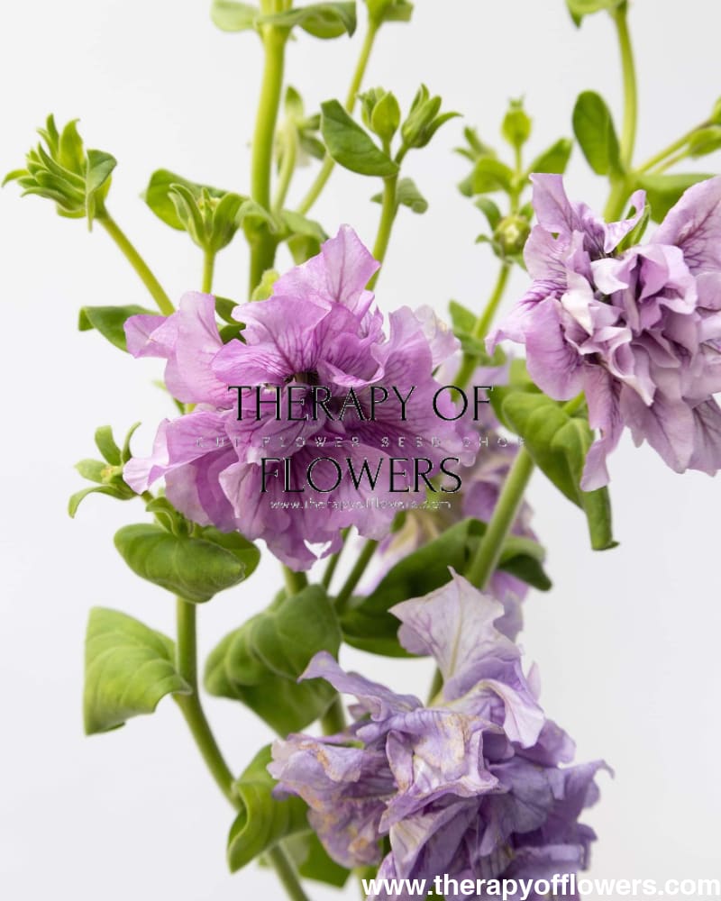 Italian Petunia Grandiflora Alegra Mix F1 | Cut Flower | Pelleted therapyofflowers.com