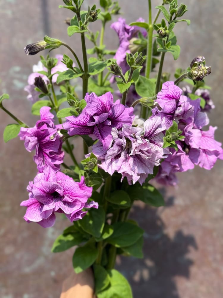 Italian Petunia Grandiflora Alegra Mix F1 | Petunia for Cutting | Pelleted therapyofflowers.com