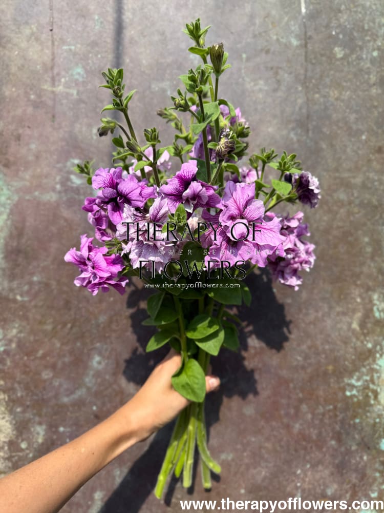 Italian Petunia Grandiflora Alegra Mix F1 | Petunia for Cutting | Pelleted therapyofflowers.com
