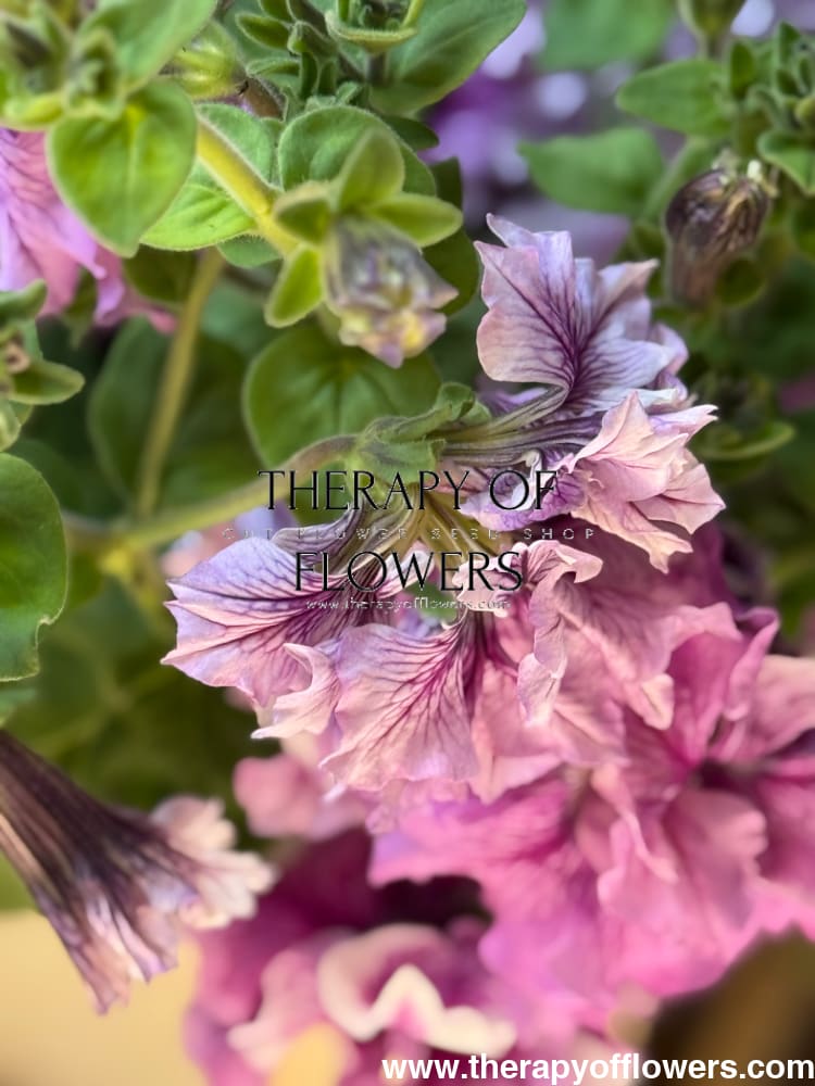 Italian Petunia Hybrida Allegra Mix F1 | Petunia Grandiflora | Petunia for Cutting therapyofflowers.com