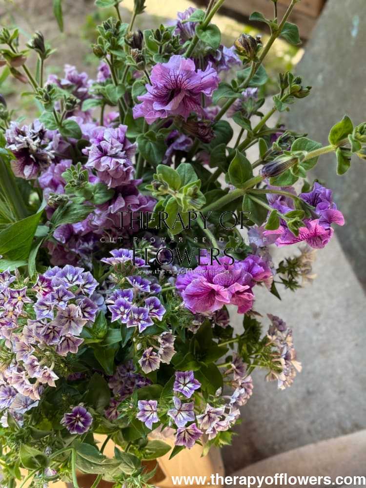 Italian Petunia Hybrida Allegra Mix F1 | Petunia Grandiflora | Petunia for Cutting therapyofflowers.com