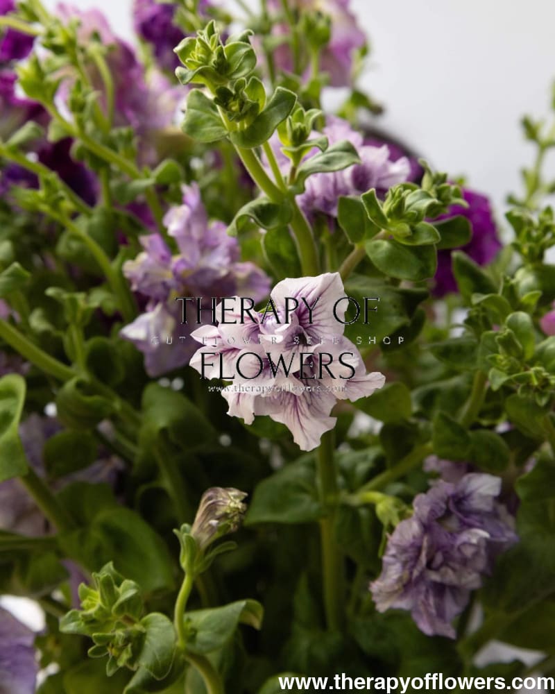 Italian Petunia Grandiflora Alegra Mix F1 | Cut Flower | Pelleted therapyofflowers.com