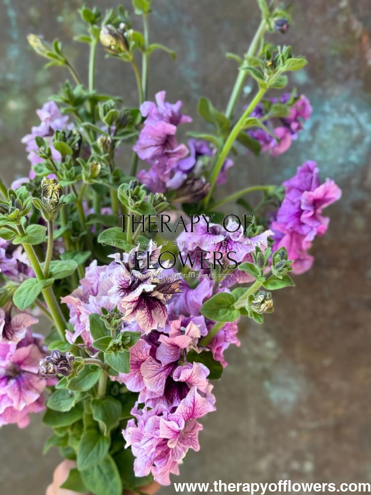 Italian Petunia Hybrida Allegra Mix F1 | Petunia Grandiflora | Petunia for Cutting therapyofflowers.com
