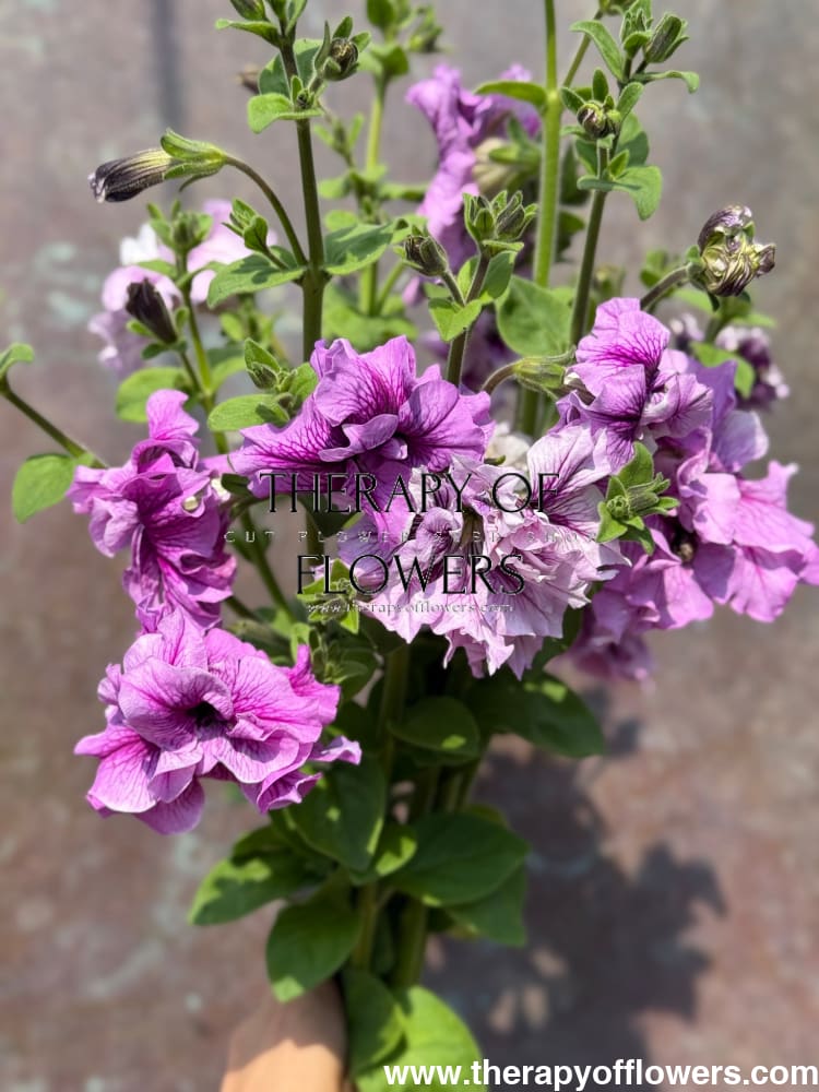 Italian Petunia Grandiflora Alegra Mix F1 | Petunia for Cutting | Pelleted therapyofflowers.com