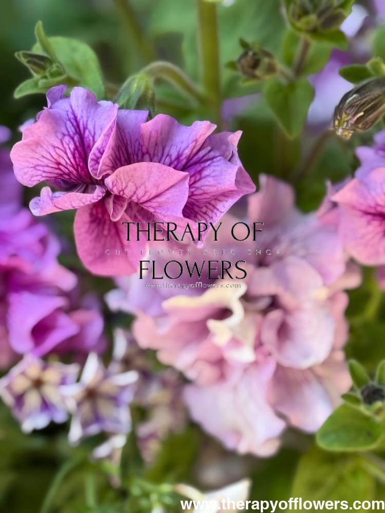 Italian Petunia Hybrida Allegra Mix F1 | Petunia Grandiflora | Petunia for Cutting therapyofflowers.com