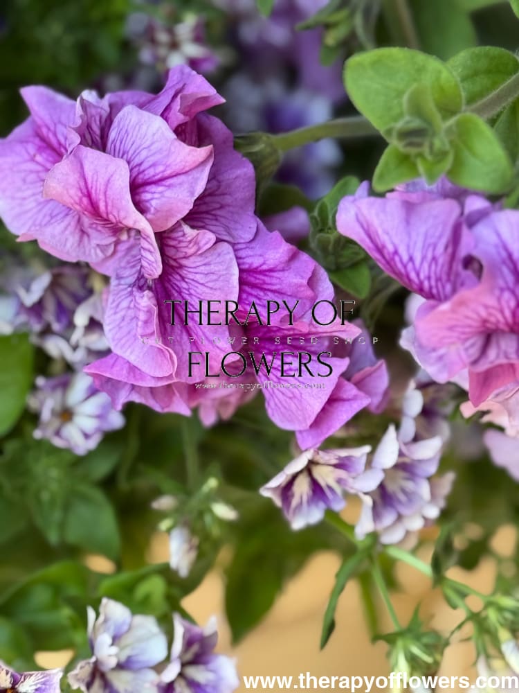 Italian Petunia Hybrida Allegra Mix F1 | Petunia Grandiflora | Petunia for Cutting therapyofflowers.com