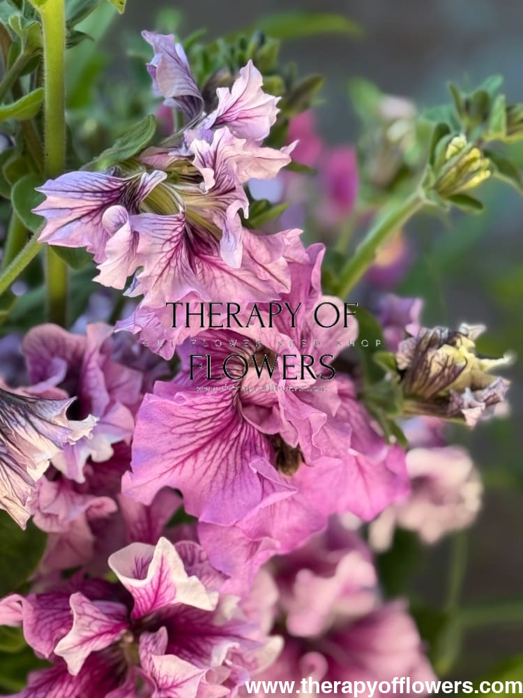 Italian Petunia Hybrida Allegra Mix F1 | Petunia Grandiflora | Petunia for Cutting therapyofflowers.com