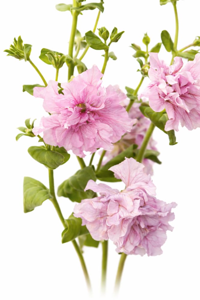 Italian Petunia Hybrida Allegra Orchid Vein F1 | Petunia Grandiflora | Petunia for Cutting - 20 seeds / Pelleted