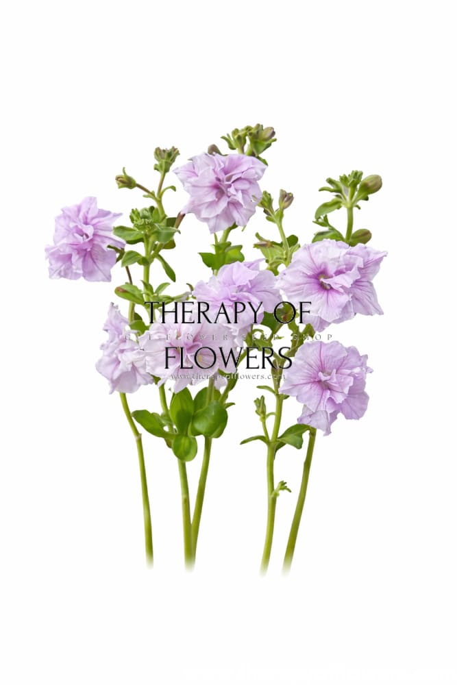 Italian Petunia Hybrida Allegra Orchid Vein F1 | Petunia Grandiflora | Petunia for Cutting - 20 seeds / Pelleted