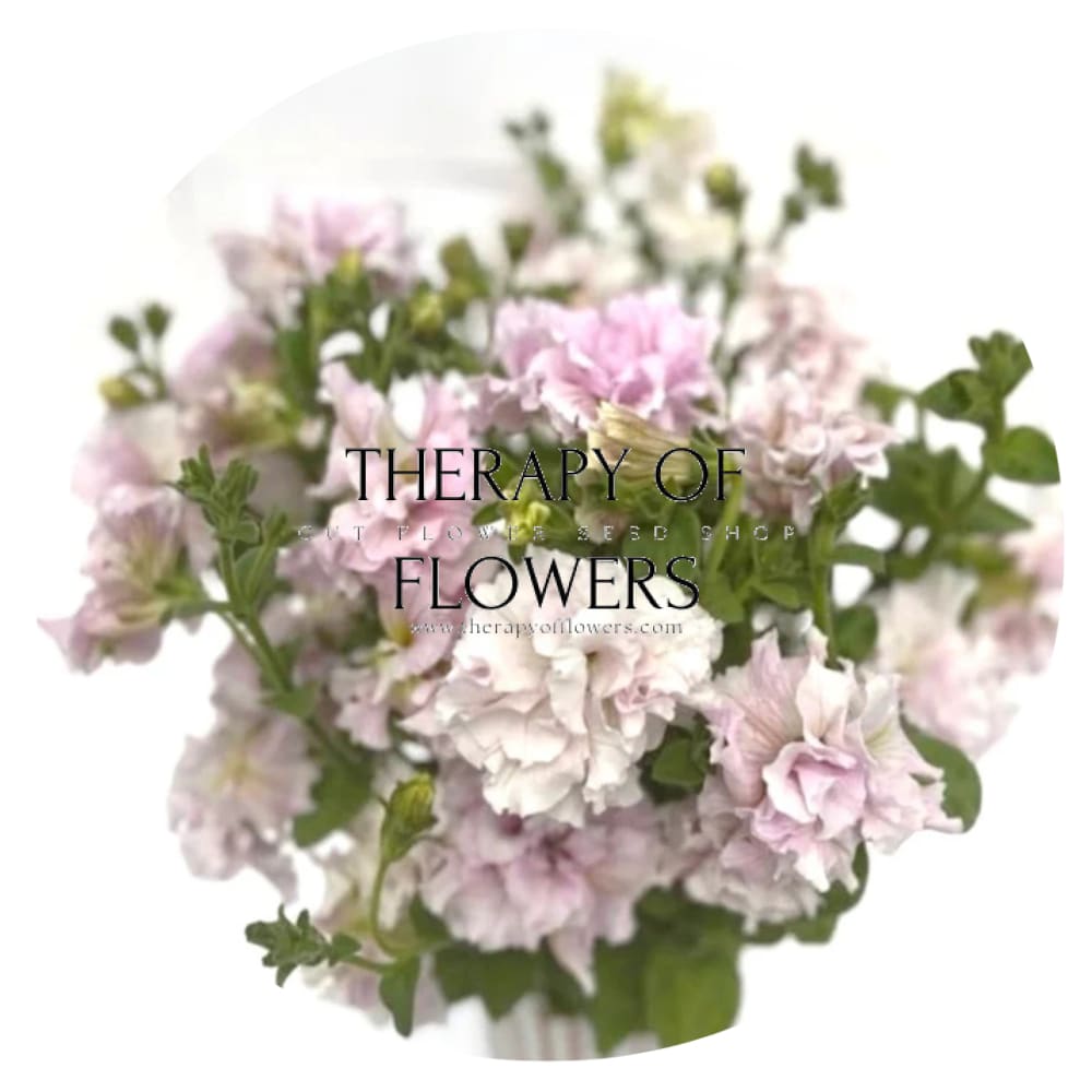 Italian Petunia Grandiflora Alegra Orchid Vein F1 | Petunia for Cutting | Pelleted therapyofflowers.com