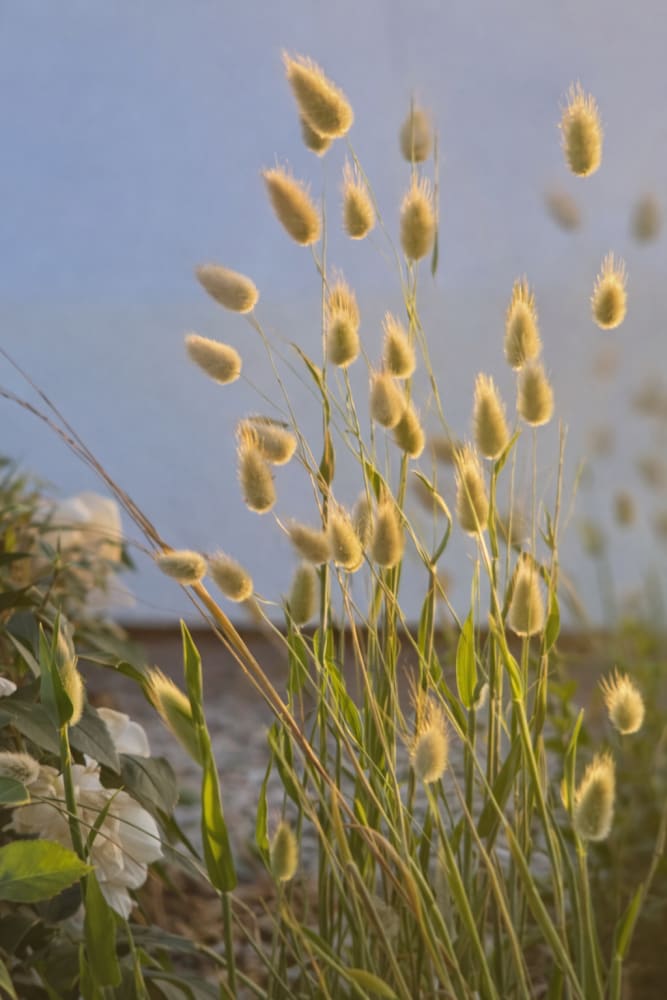 bunny tail plant Lagurus ovatus Bunny