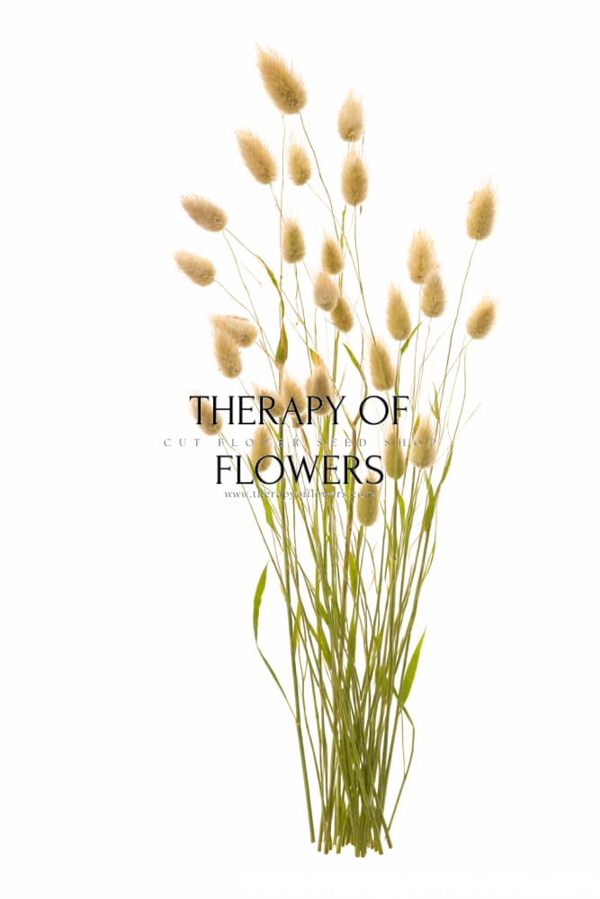 Lagurus ovatus Bunny | Bunny Tail Grass - 50 seeds / Grown as an annual / 35 cm - seeds