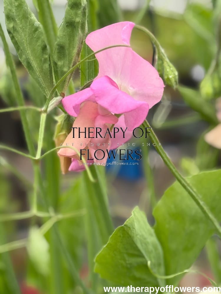 Lathyrus odoratus Solstice Salmon therapyofflowers.com