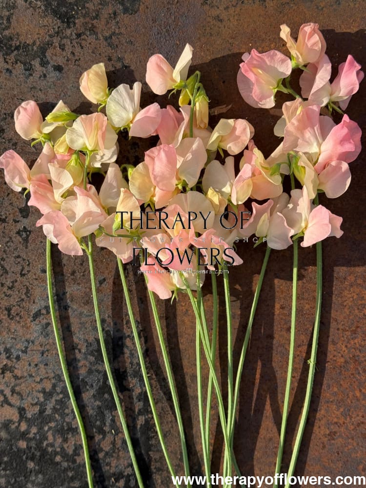 Lathyrus odoratus Spring Sunshine Champagne | Sweet Pea therapyofflowers.com