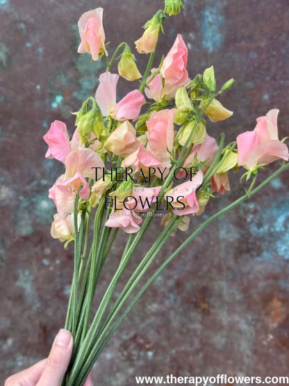 Lathyrus odoratus Spring Sunshine Champagne therapyofflowers.com