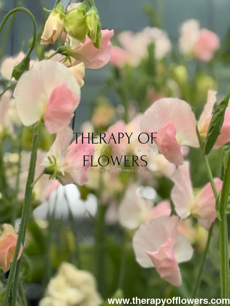 Lathyrus odoratus Spring Sunshine Champagne | Sweet Pea therapyofflowers.com