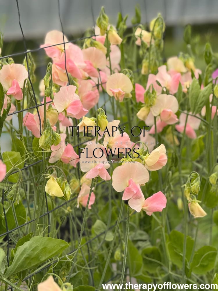 Lathyrus odoratus Spring Sunshine Champagne | Sweet Pea therapyofflowers.com