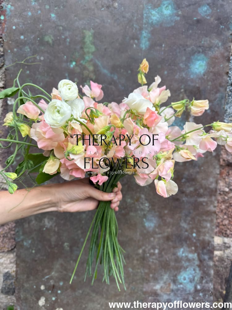 Lathyrus odoratus Spring Sunshine Champagne | Sweet Pea therapyofflowers.com